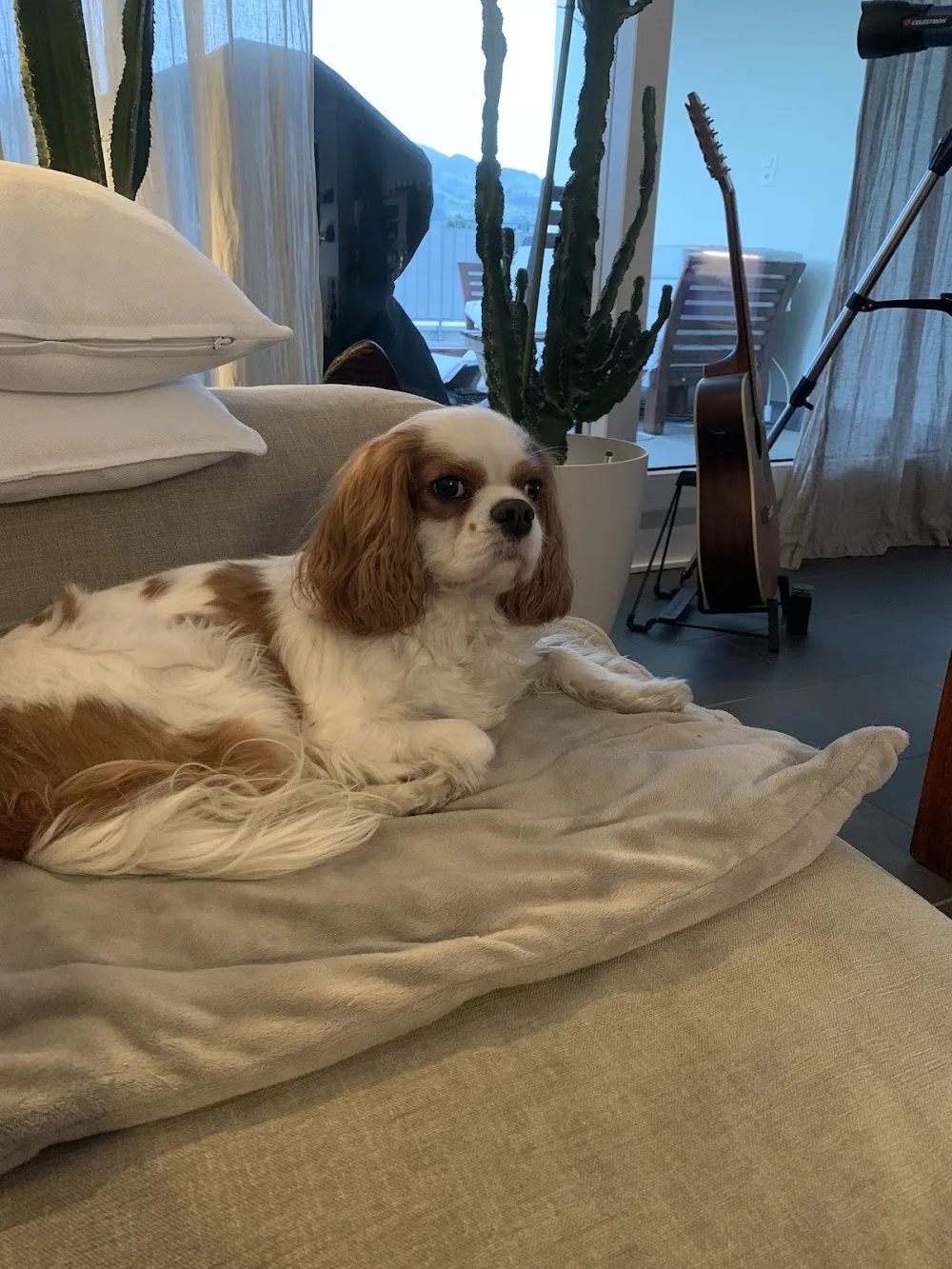 Ferienhunde Grabs - Vorarlberg pet otel görseli 3