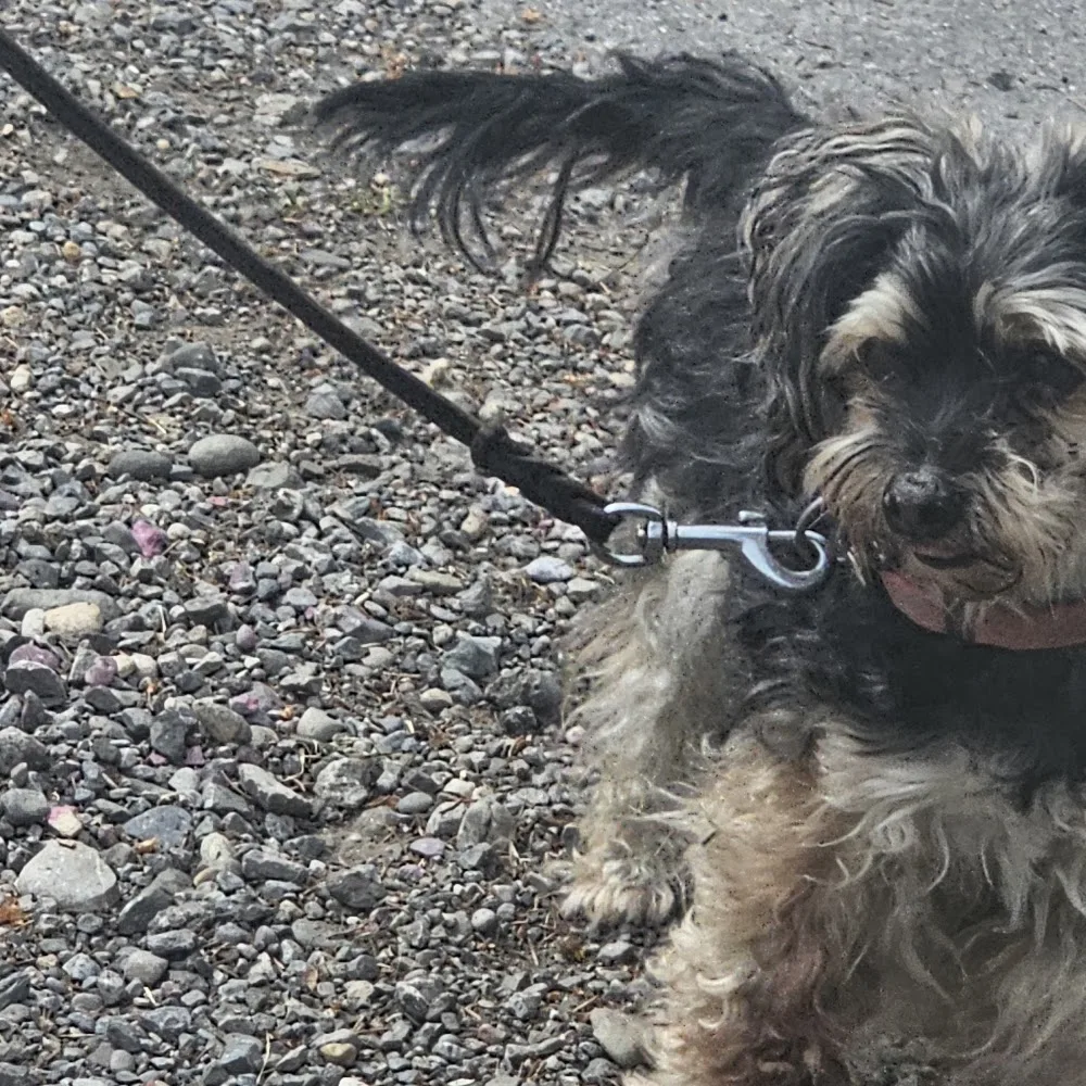 Hundeferienheim am Rhein - Vorarlberg pet otel