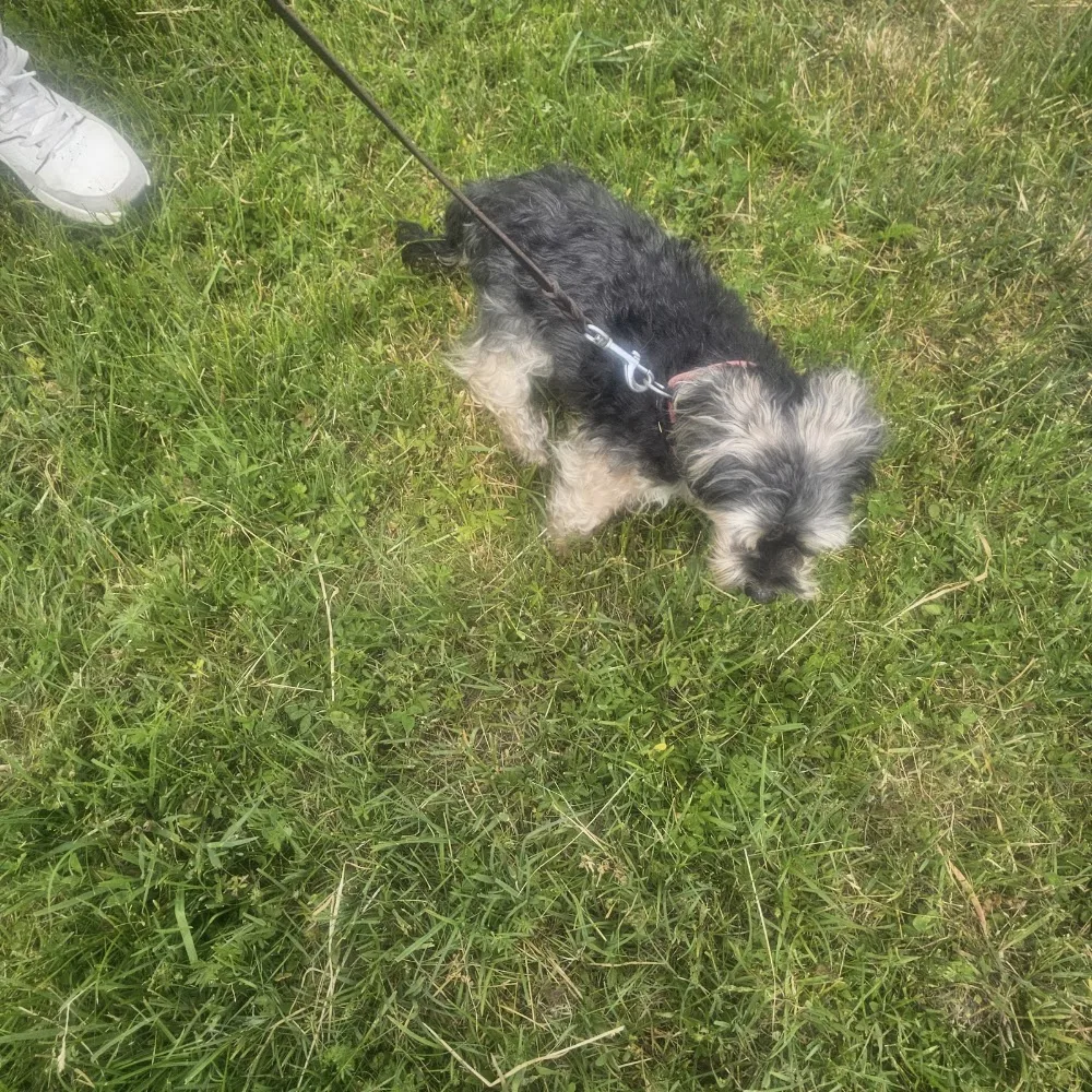Hundeferienheim am Rhein - Vorarlberg pet otel görseli 3