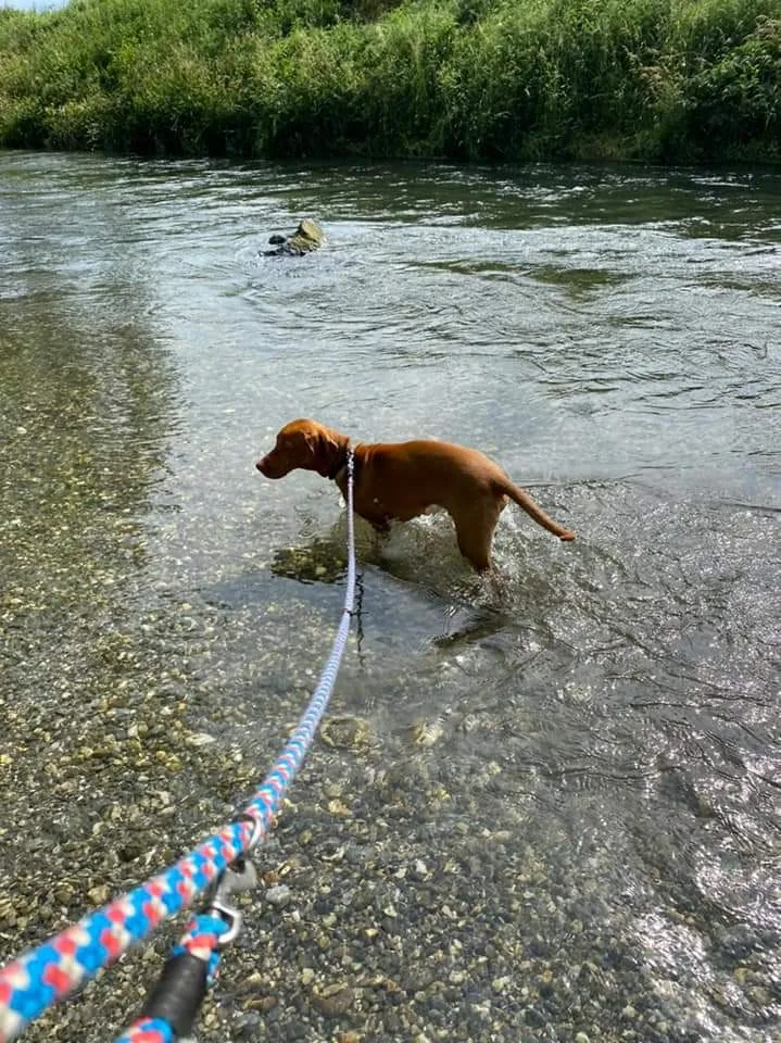 Hundepension in Liechtenstein - Vorarlberg pet otel görseli 2
