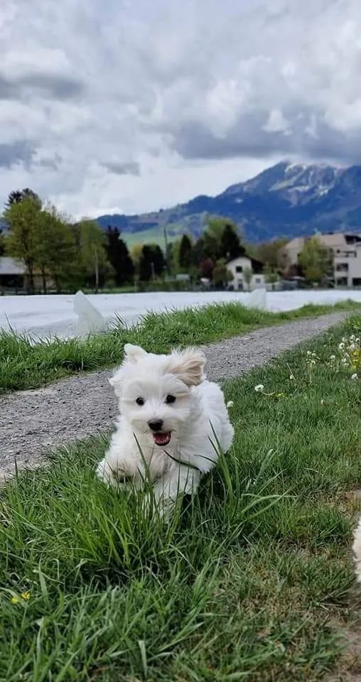 Hundepension in Liechtenstein - Vorarlberg pet otel görseli 3