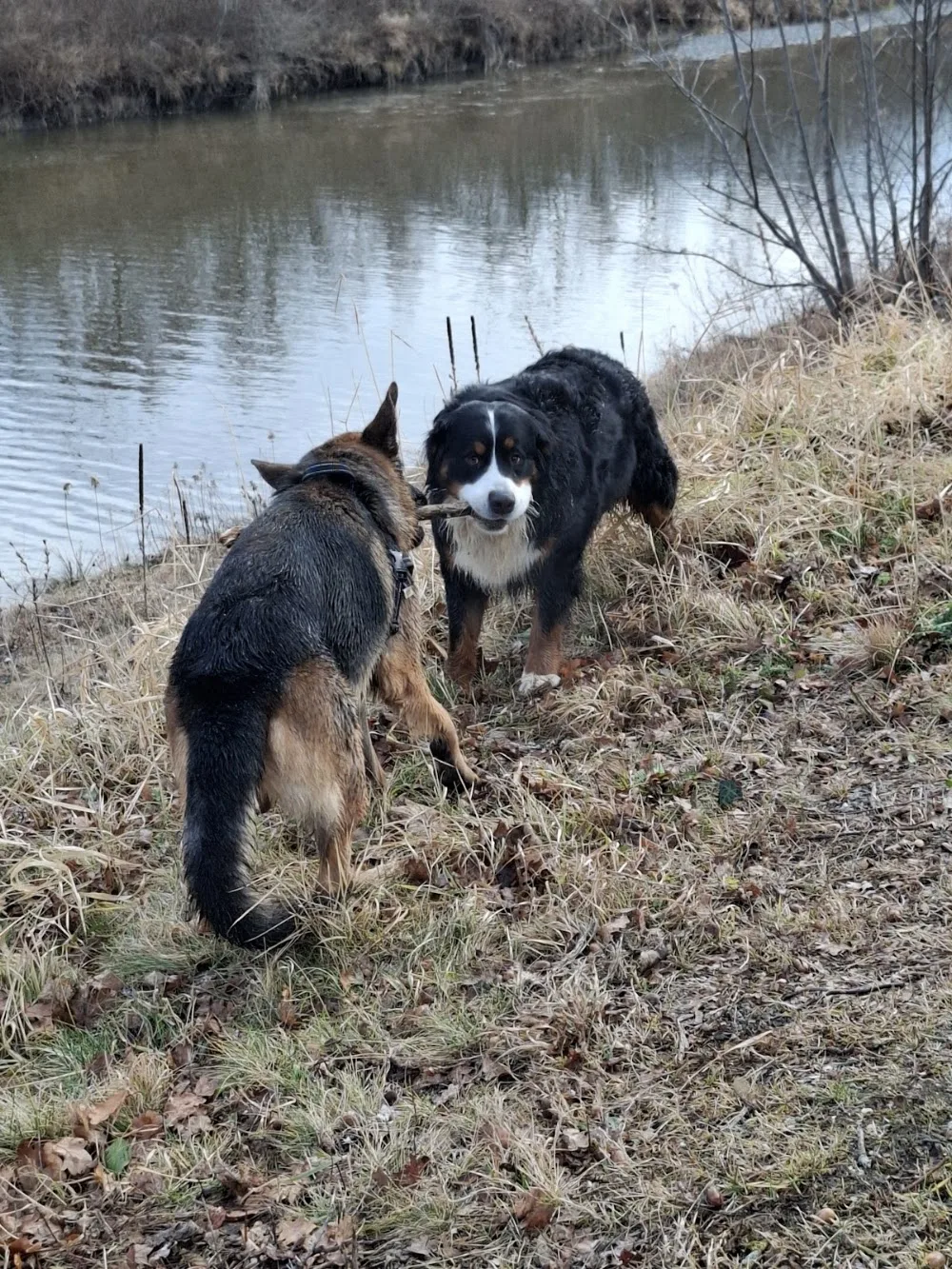 Hundesalon Andrea - Vorarlberg pet otel