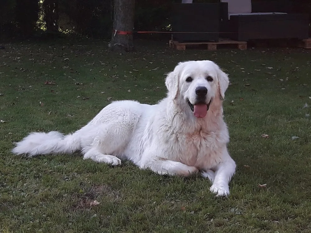 Hundesalon Andrea - Vorarlberg pet otel görseli 3