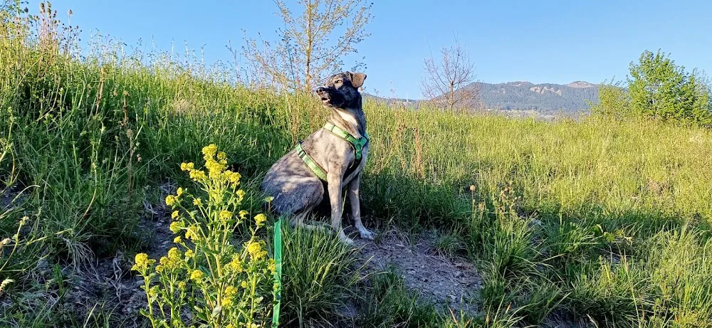 Keep it simple - Hundebetreuung - Vorarlberg pet otel görseli 2