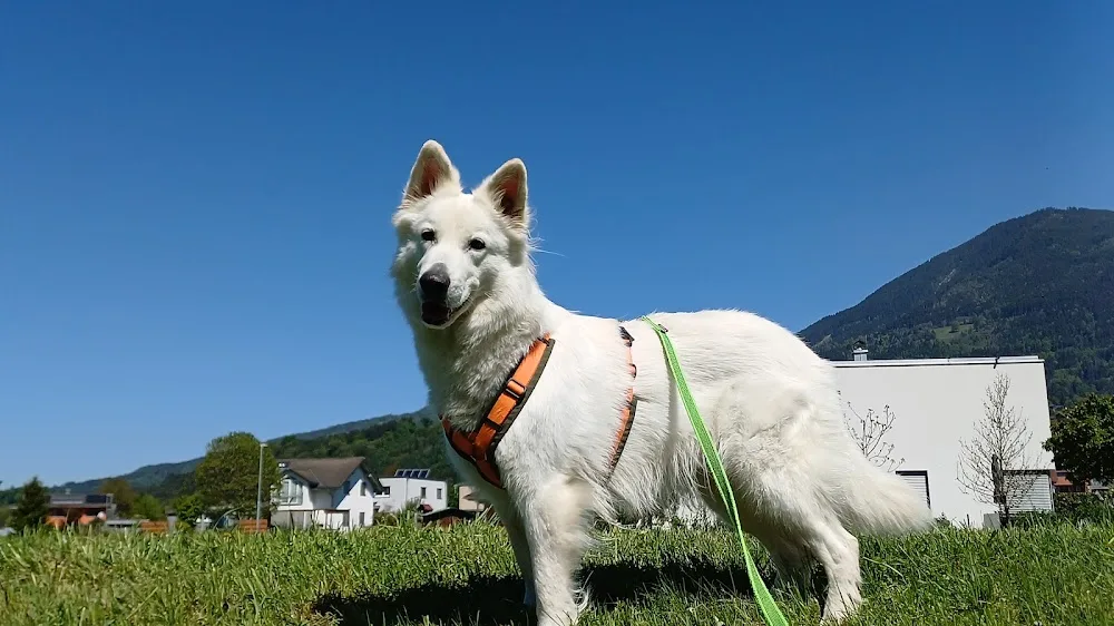 Keep it simple - Hundebetreuung - Vorarlberg pet otel görseli 3