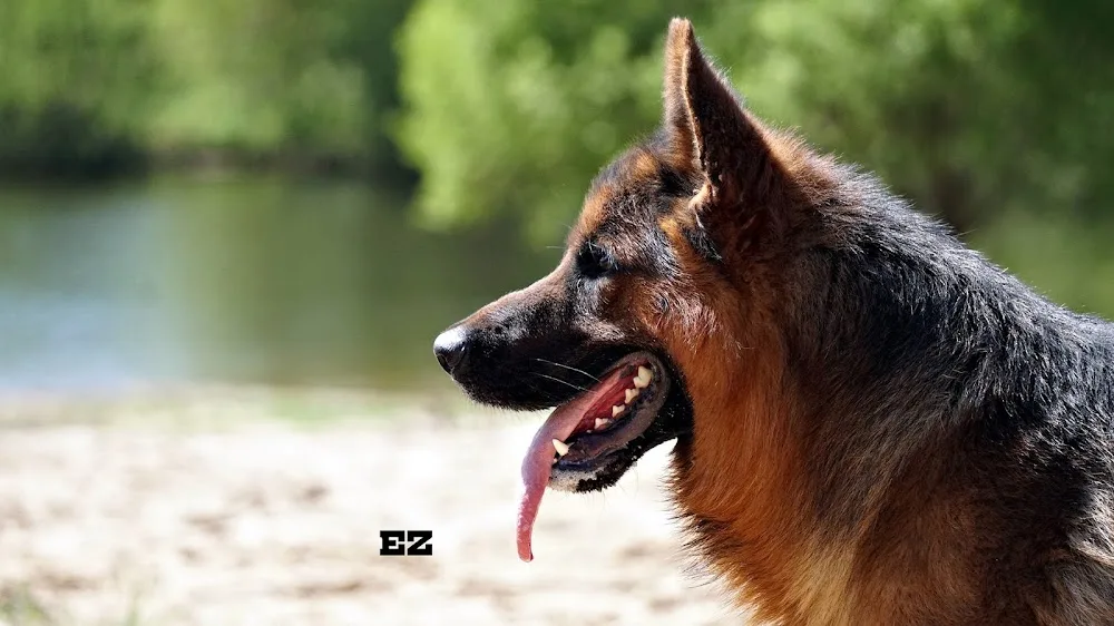 Собачий племенной питомник De Ashenvale Kennel - Voronezh pet otel