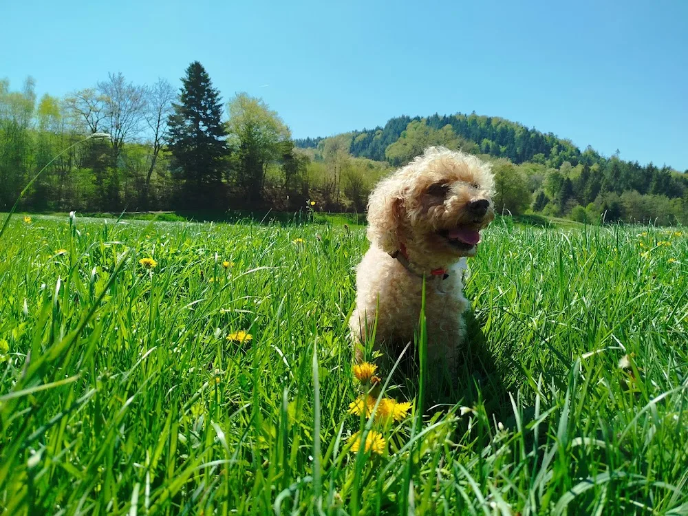 Hugo Sinac - Séjour canin - Vosges pet otel