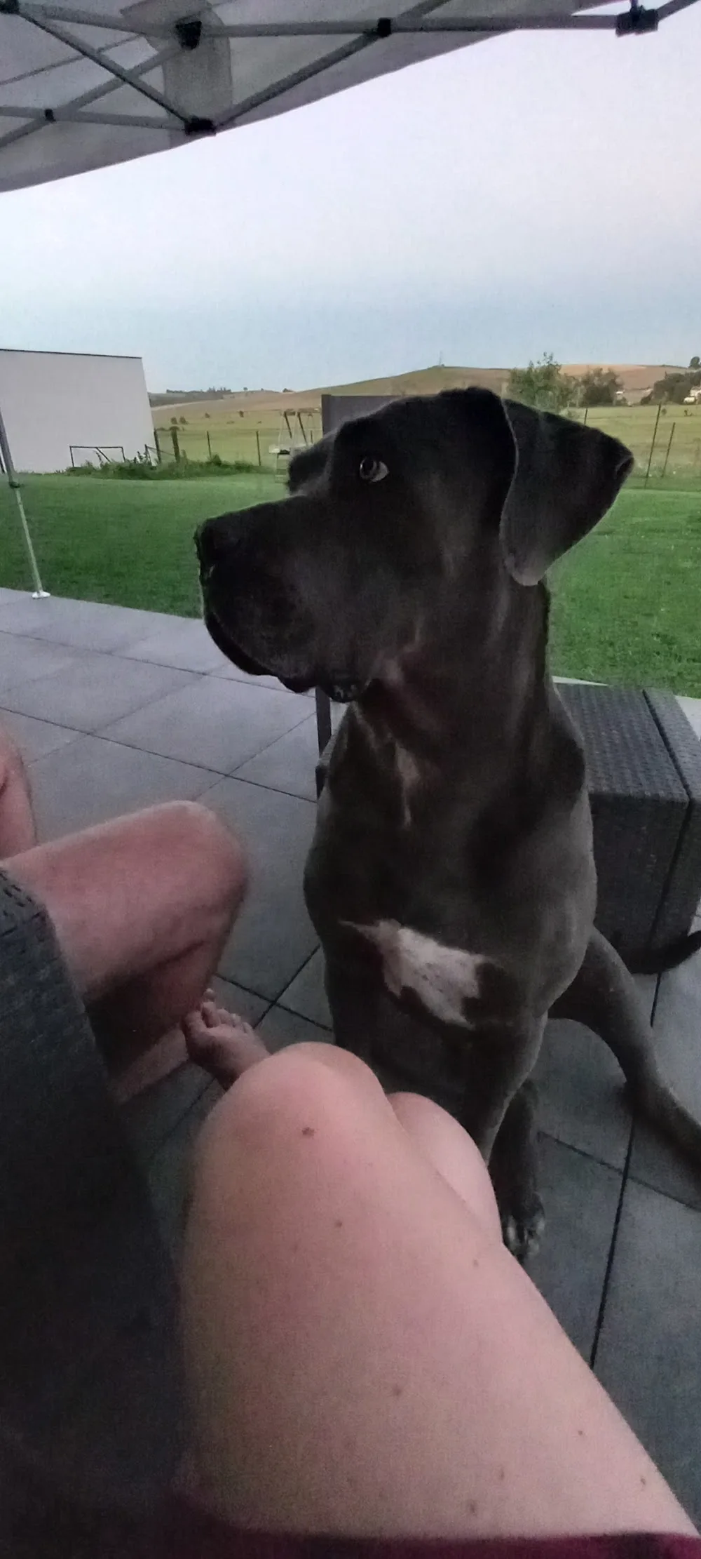 Soso dog - Vosges pet otel görseli 3