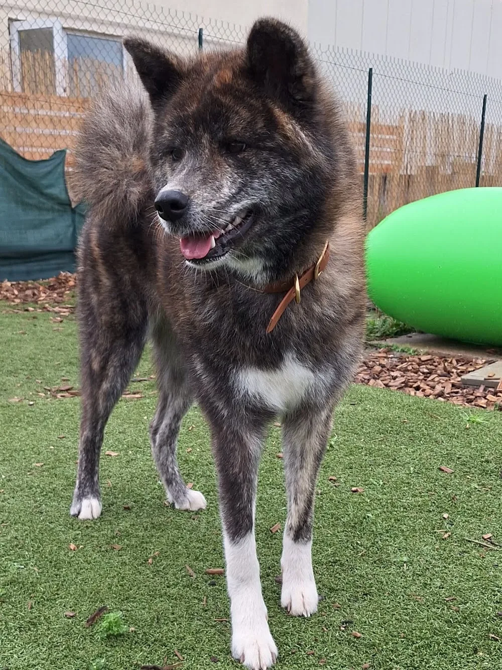 Unidog - Complexe canin innovant - Vosges pet otel görseli 2