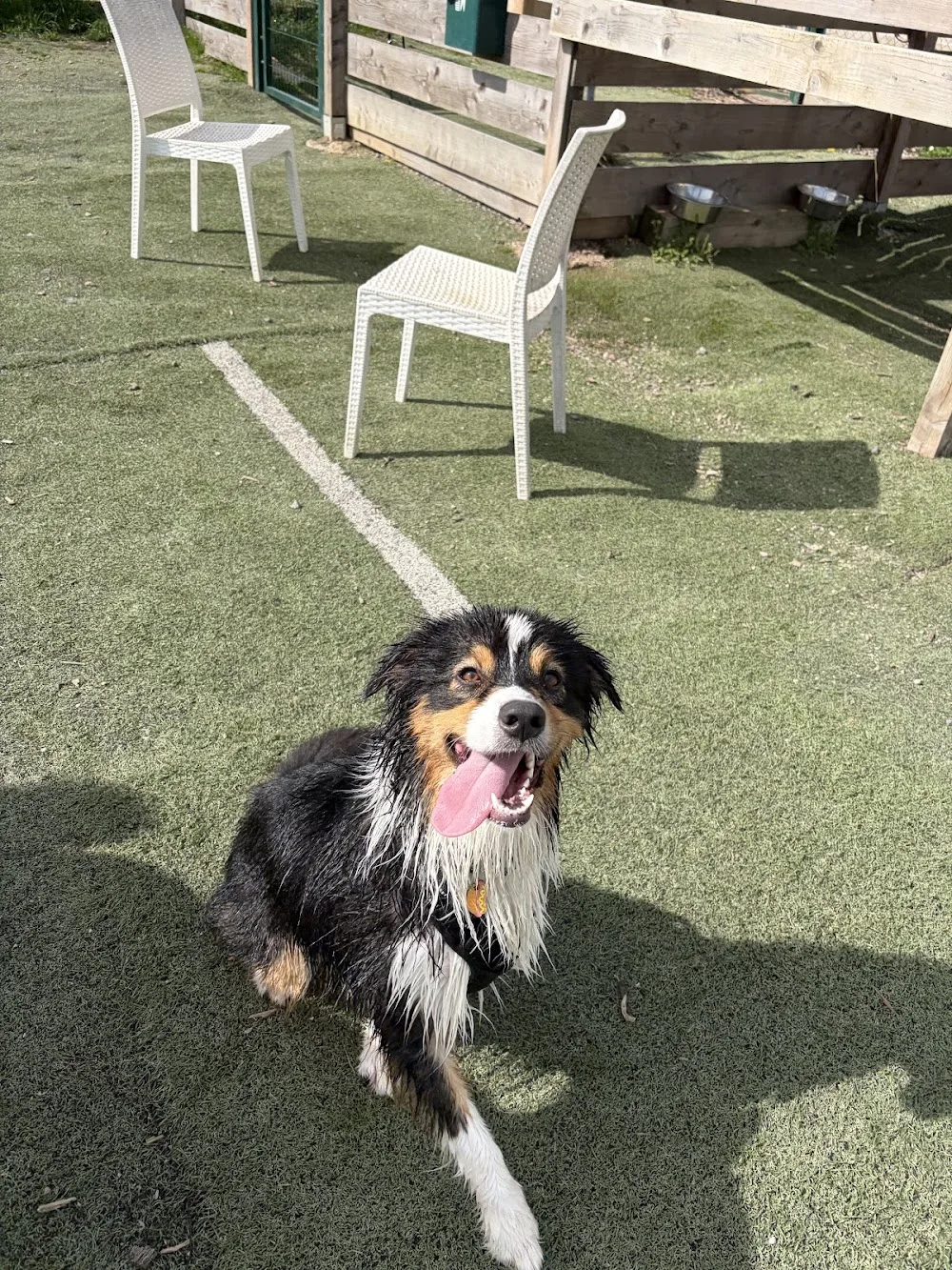 Unidog - Complexe canin innovant - Vosges pet otel görseli 3
