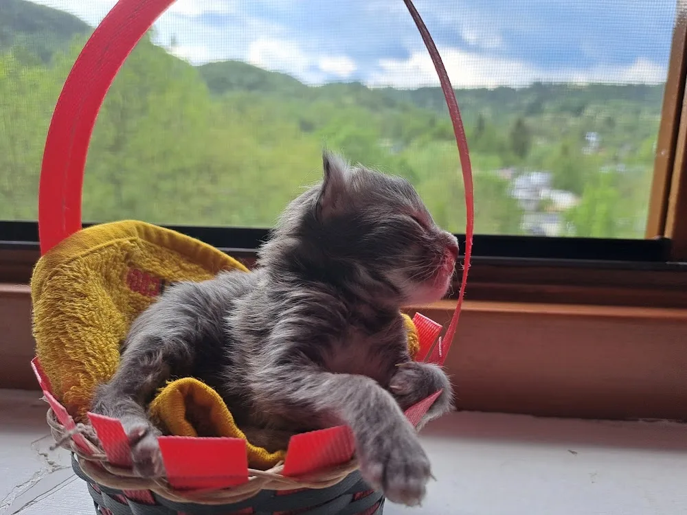 Eme's Coons Cattery - Vrancea pet otel