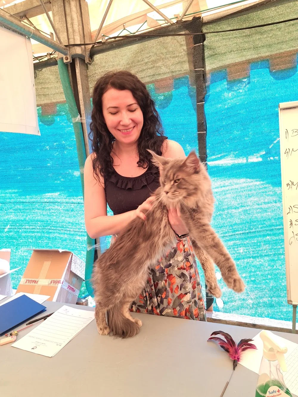 Eme's Coons Cattery - Vrancea pet otel görseli 3