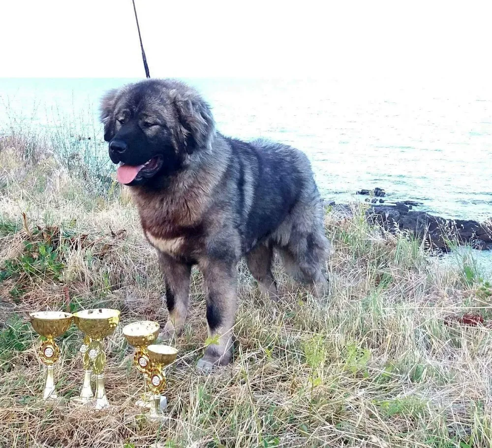 Imperial Caucaz Kennel - Vrancea pet otel