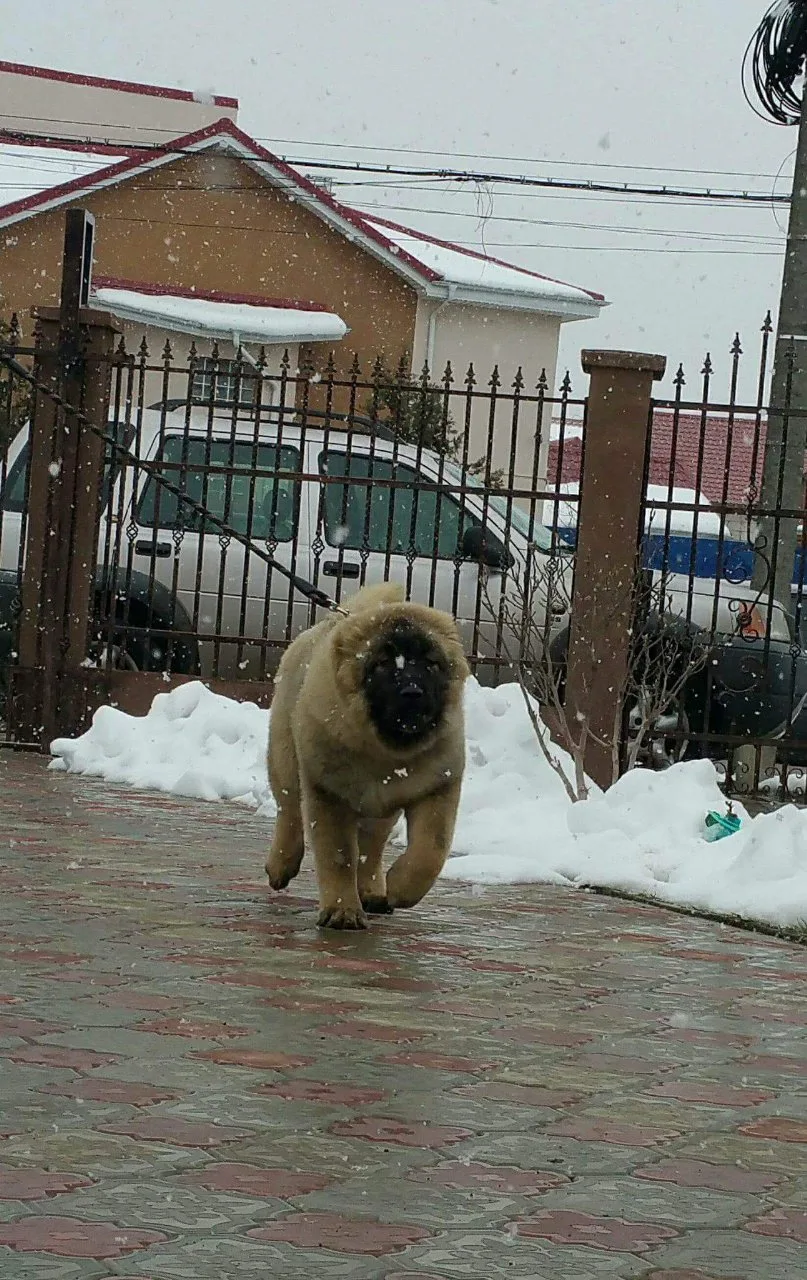 Imperial Caucaz Kennel - Vrancea pet otel görseli 3