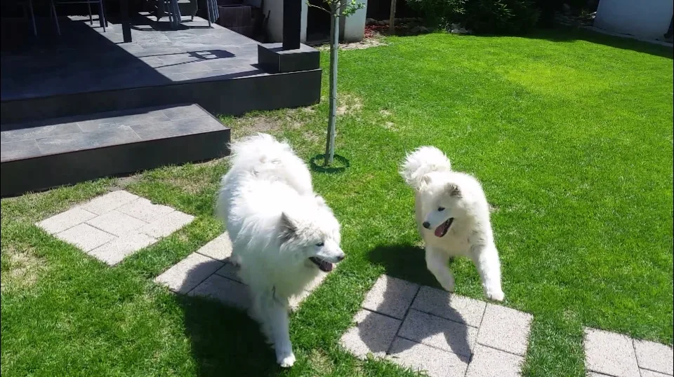 Winter White Dream Kennel - Vrancea pet otel