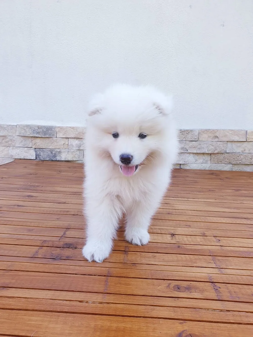 Winter White Dream Kennel - Vrancea pet otel görseli 3