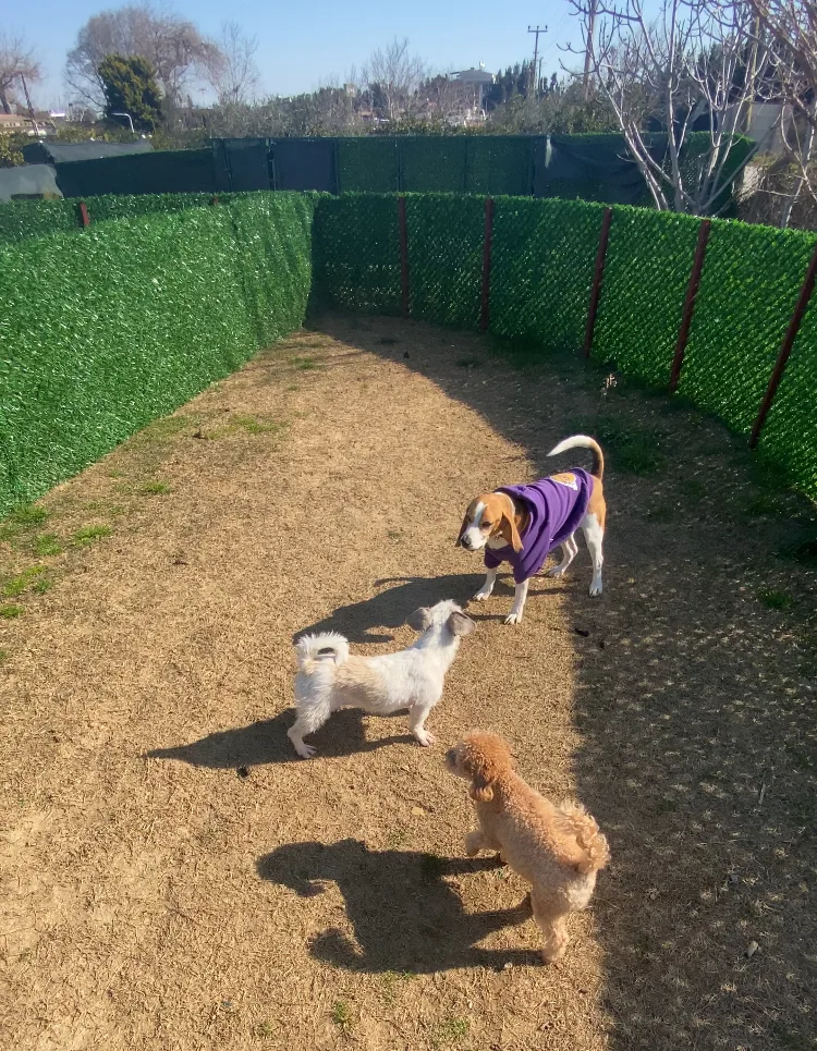 Waffle köpek evi - Izmir pet otel görseli 3