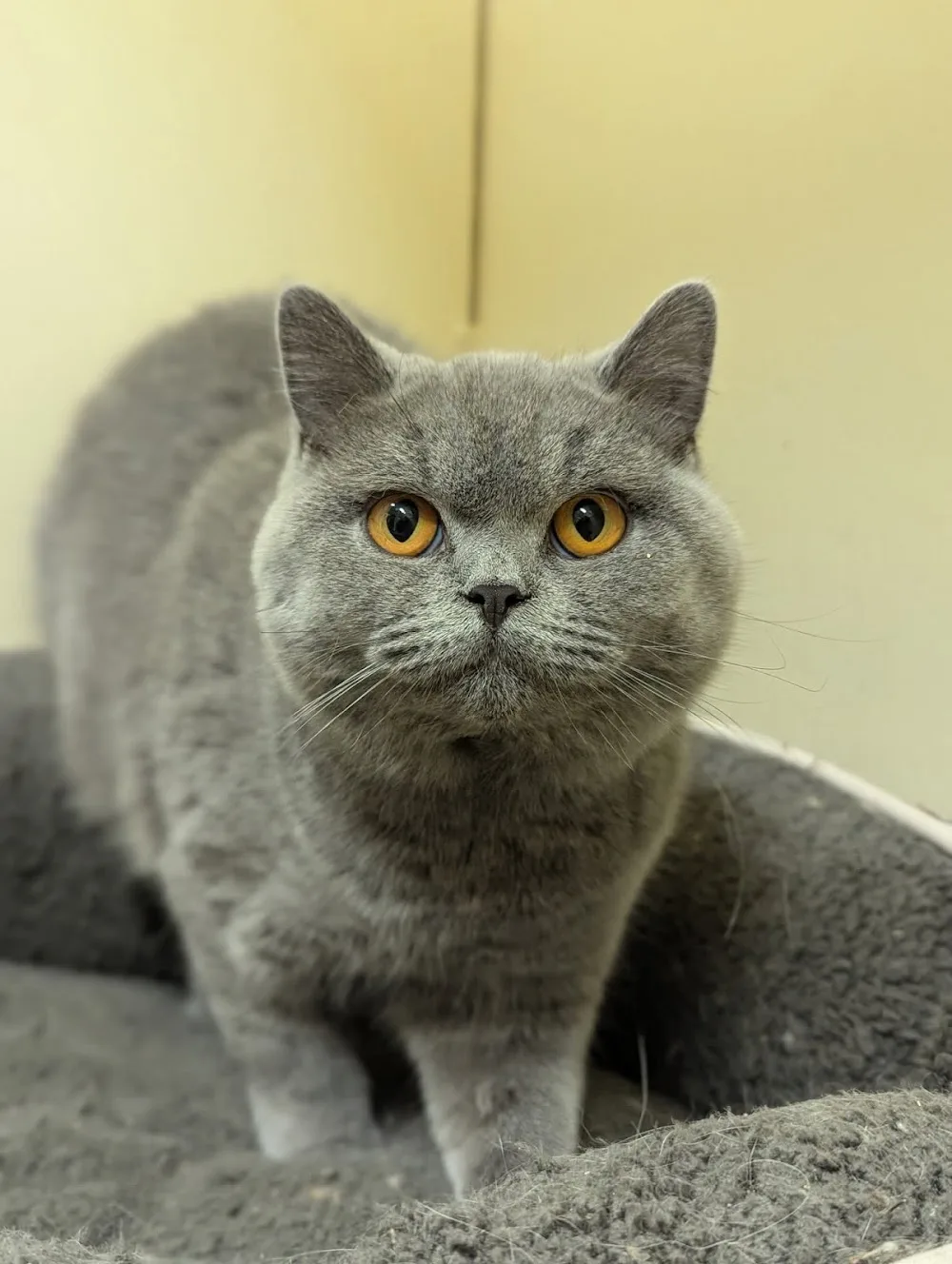 Cats 'N Clover - Waikato pet otel