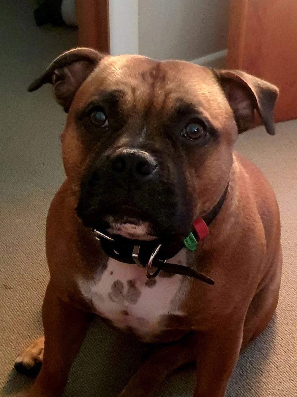 K9 Country kennels Te Aroha - Waikato pet otel