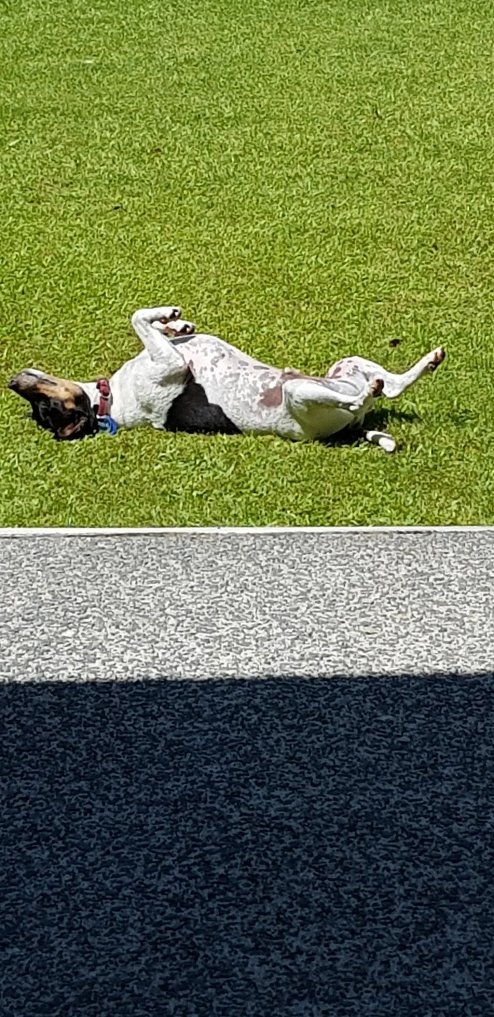 K9 Country kennels Te Aroha - Waikato pet otel görseli 3