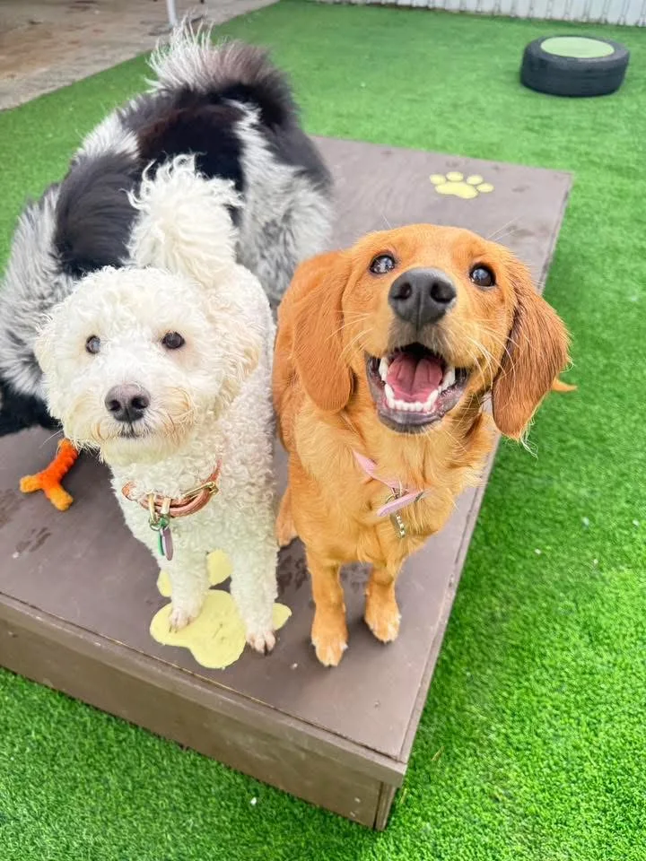 League of Pups Doggy Daycare & Boarding - Waikato pet otel