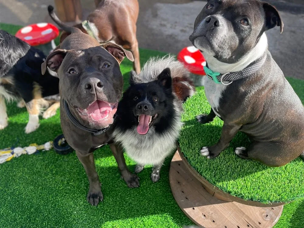 League of Pups Doggy Daycare & Boarding - Waikato pet otel görseli 3
