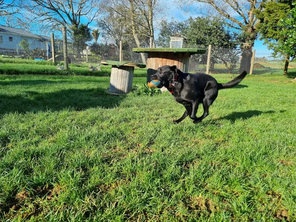 McKenzie Manor - Waikato pet otel