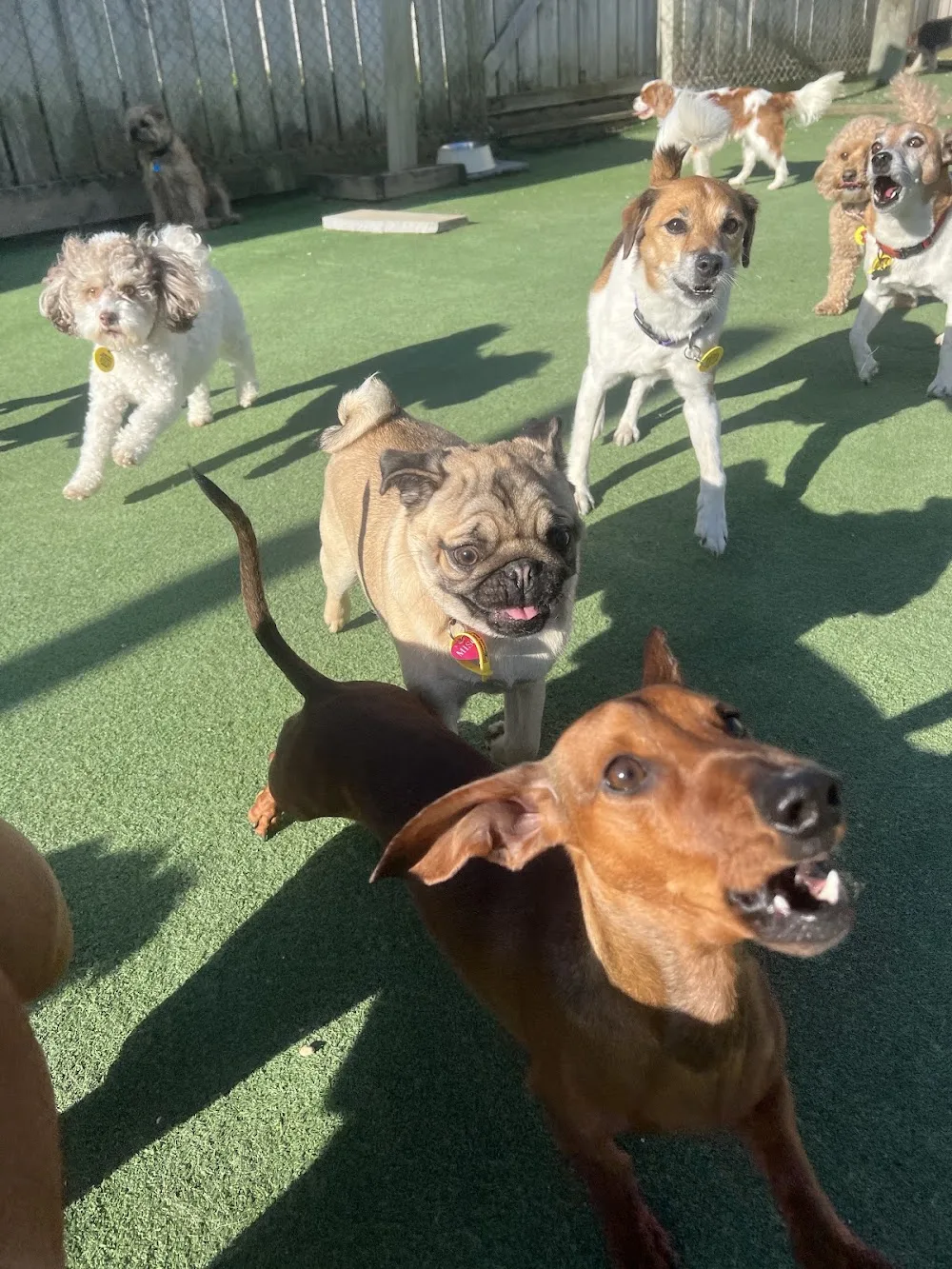 Metro Paws and Claws Luxury Pet Hotel - Waikato pet otel