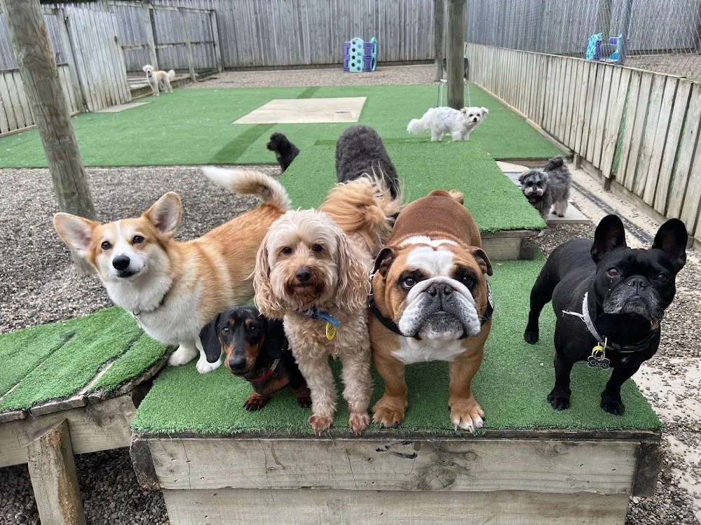 Metro Paws and Claws Luxury Pet Hotel - Waikato pet otel görseli 3