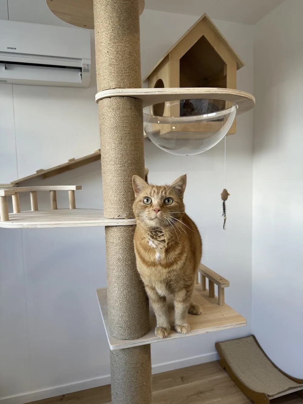 Miaou Luxury Cat Lodge - Waikato pet otel