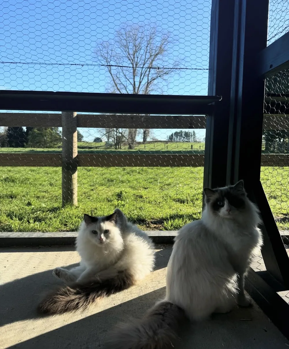 Miaou Luxury Cat Lodge - Waikato pet otel görseli 3