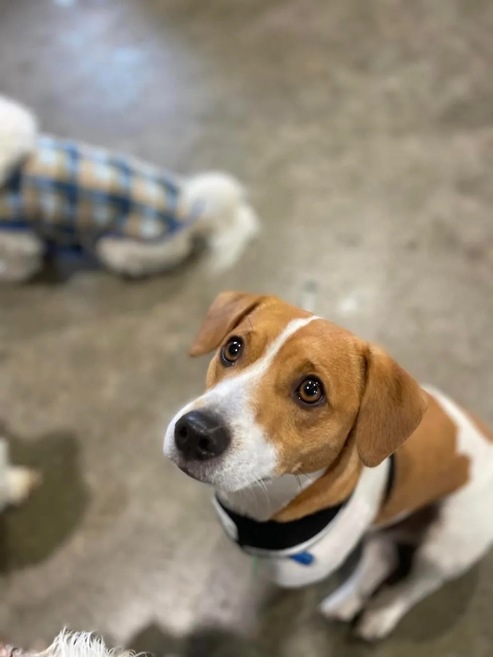 Precious Paws Doggie Daycare - Waikato pet otel