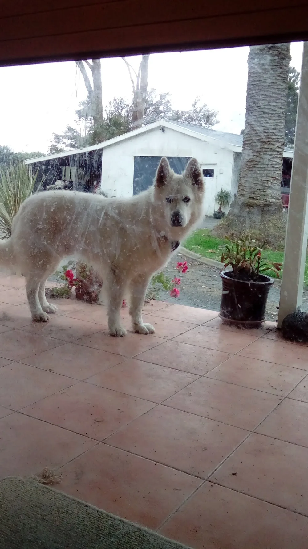 RegalWhite Swiss Shepherds Kennels - Waikato pet otel