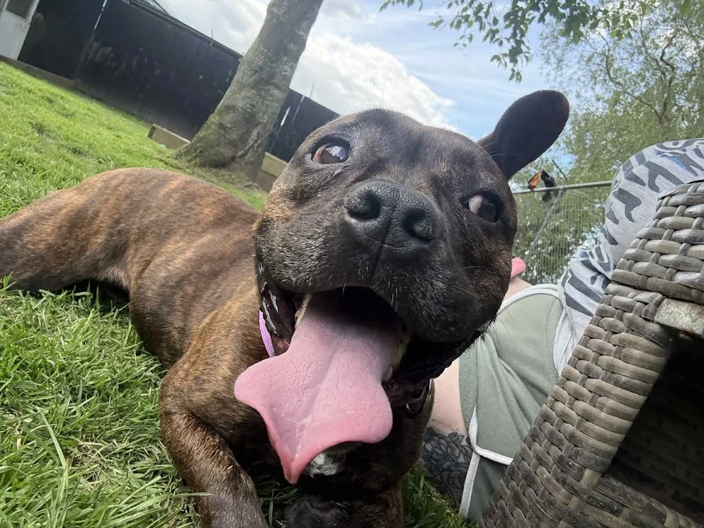 Waikato Whiskers & Wags - Waikato pet otel görseli 3