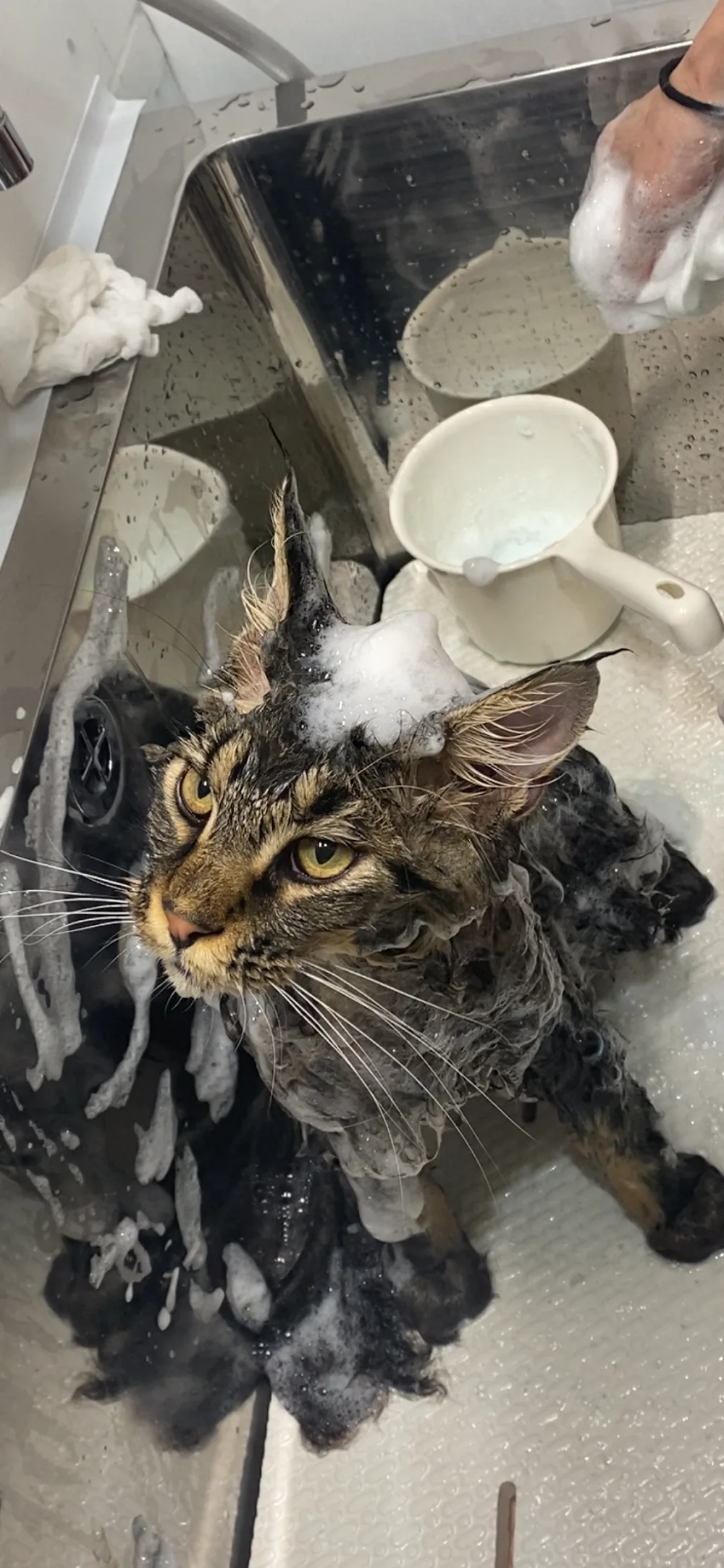 猫専門サロン・ホテルClaw Cat's Resort(キャットサロン・ホテルクロウキャッツリゾート) - Wakayama pet otel