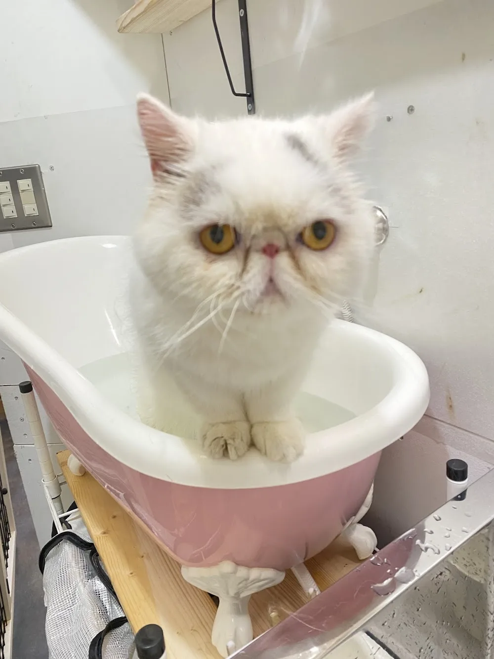 猫専門サロン・ホテルClaw Cat's Resort(キャットサロン・ホテルクロウキャッツリゾート) - Wakayama pet otel görseli 3