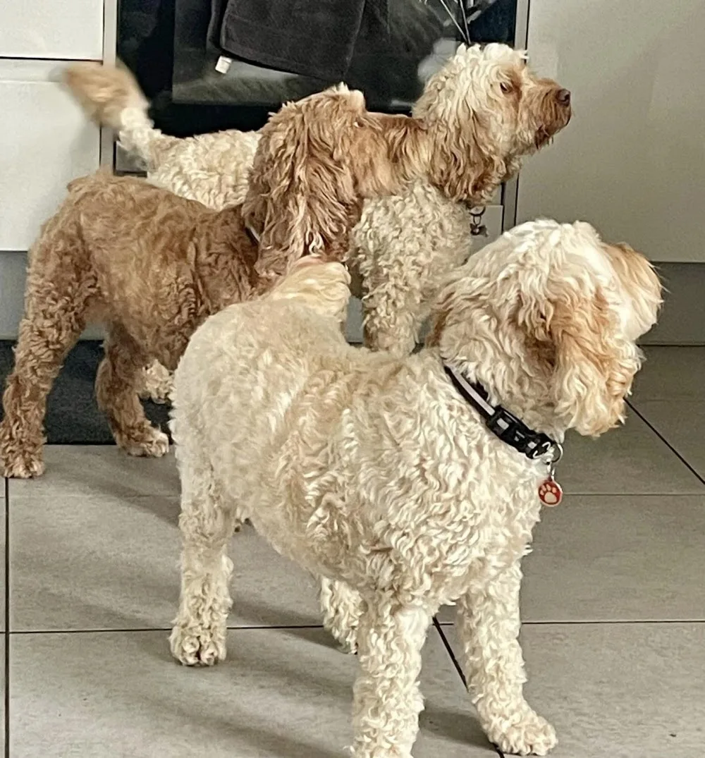 Bella & Co - Dog Daycare & Boarding - Wakefield pet otel görseli 3