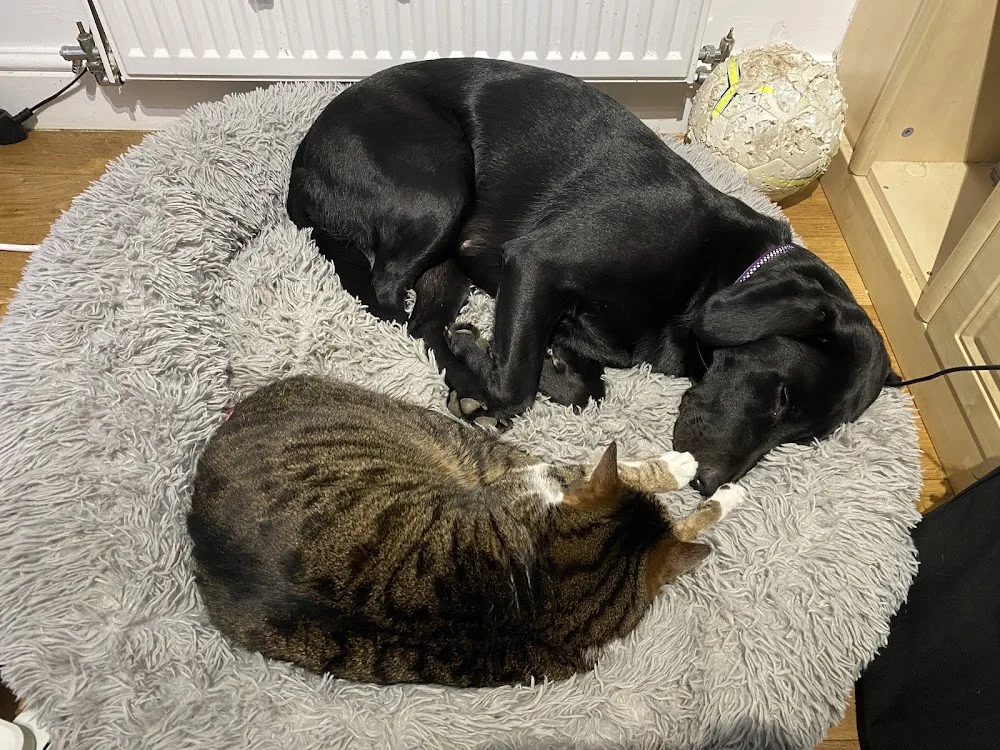 Emma's Ark Dog Boarding services - Wakefield pet otel