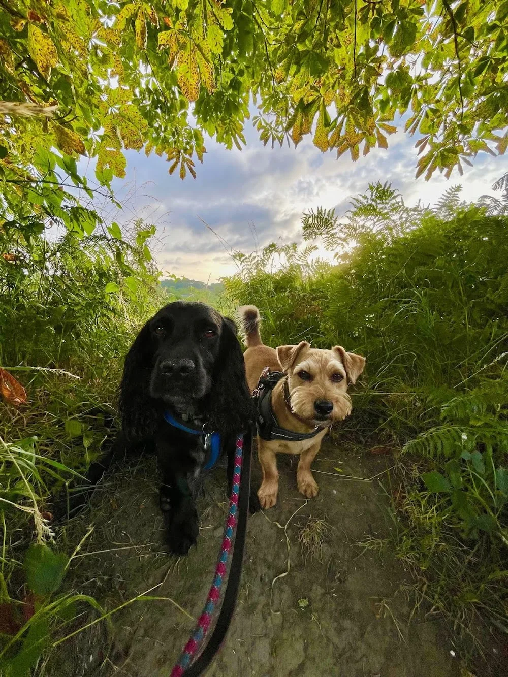 Emma's Ark Dog Boarding services - Wakefield pet otel görseli 3