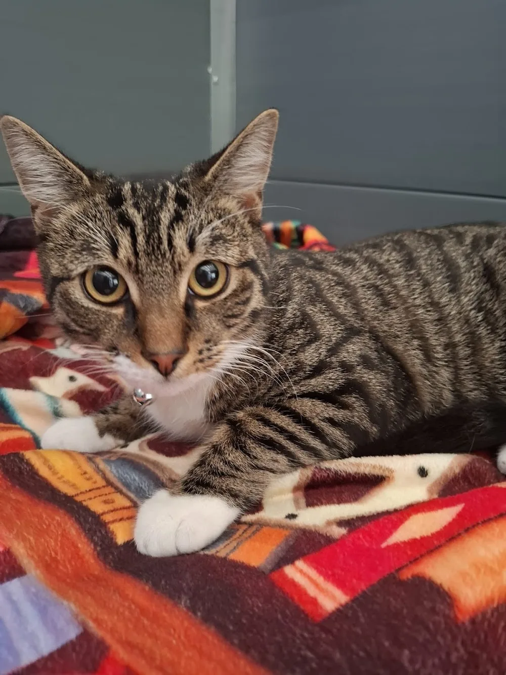 Miller's Moggies Boutique Retreat Cattery - Wakefield pet otel