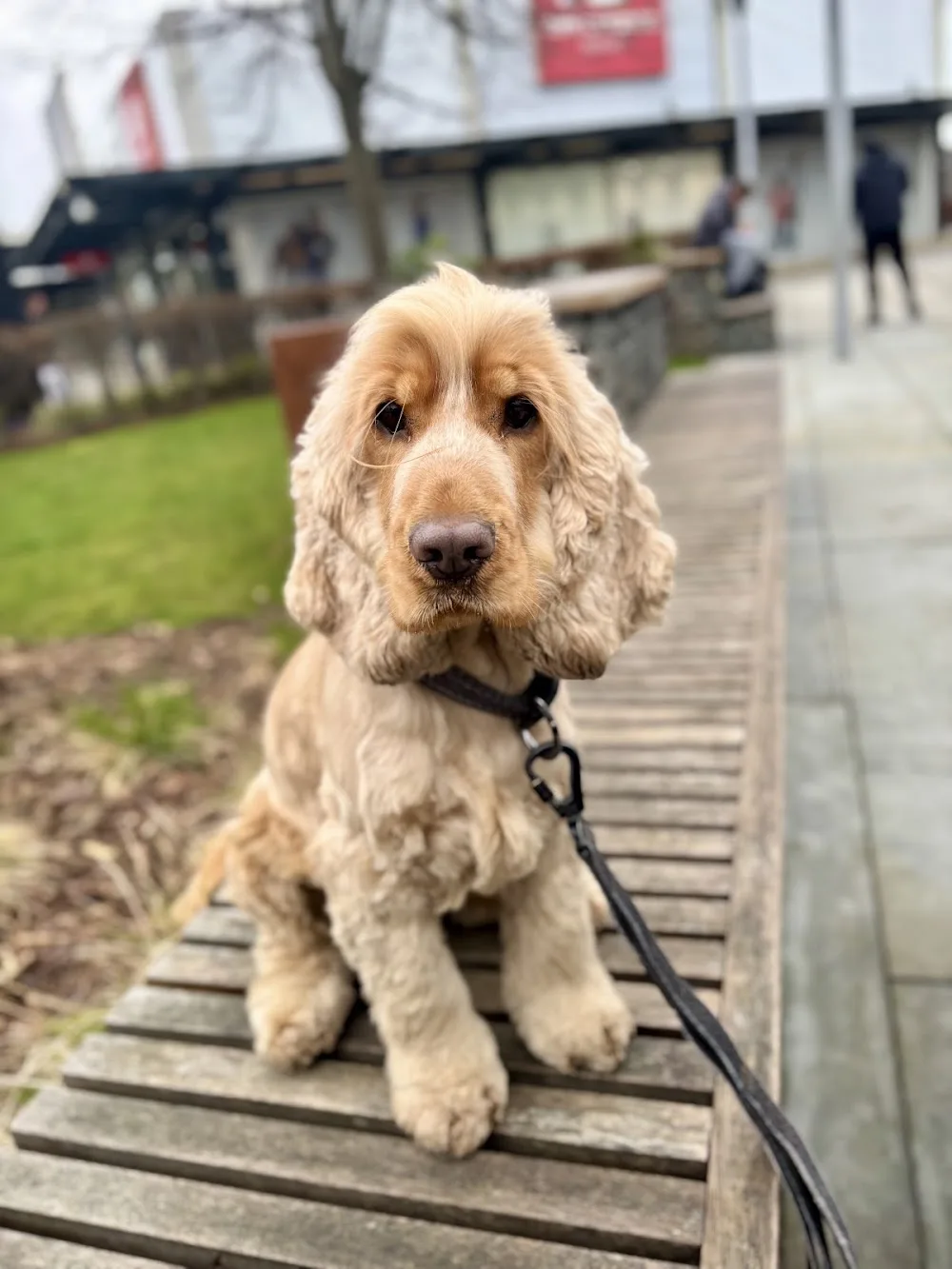 Outwood - Bark and Board - Wakefield pet otel görseli 3
