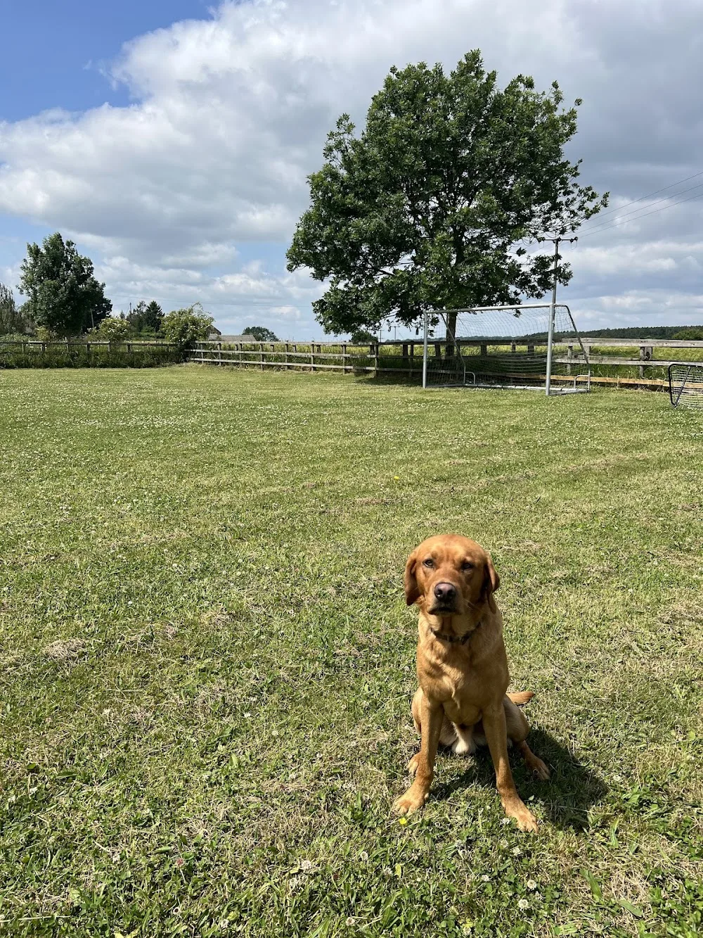 Springfield Farm Kennels - Wakefield pet otel