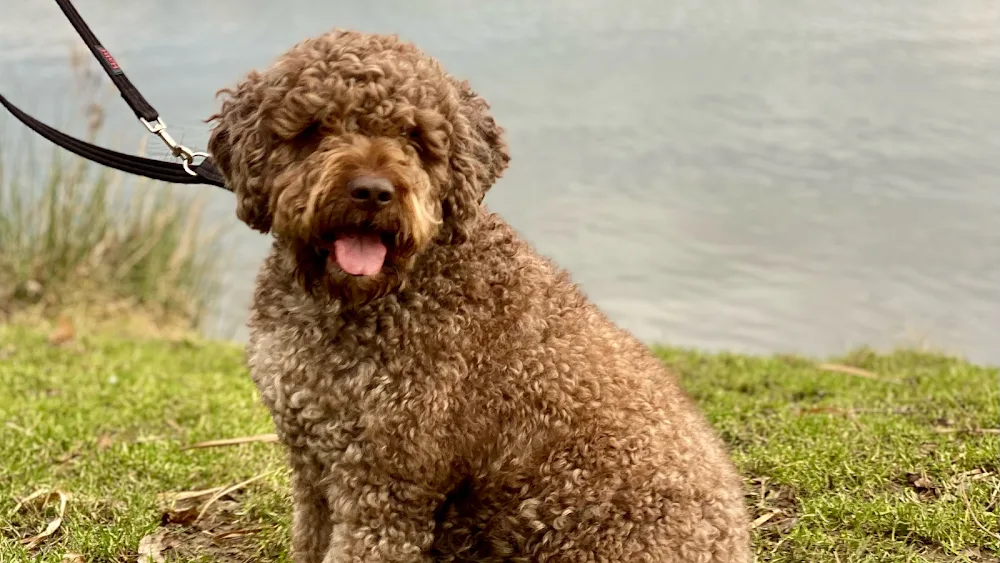 Take The Lead Doggy Day Care & Home Boarding, Wakefield - Wakefield pet otel