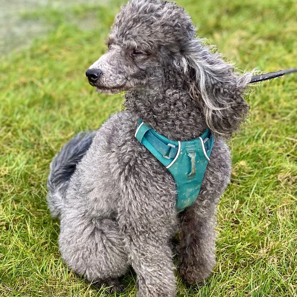 Take The Lead Doggy Day Care & Home Boarding, Wakefield - Wakefield pet otel görseli 3