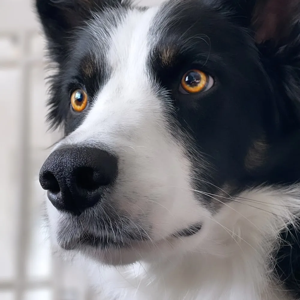 Take The Lead Doggy Day Care & Home Boarding, Wakefield - Wakefield pet otel görseli 5