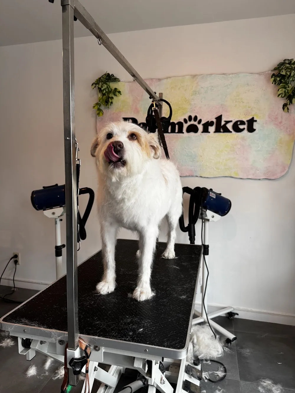 Pat'Market | Pat'Wash — Toilettage, pension chats - Walloon Brabant pet otel görseli 3