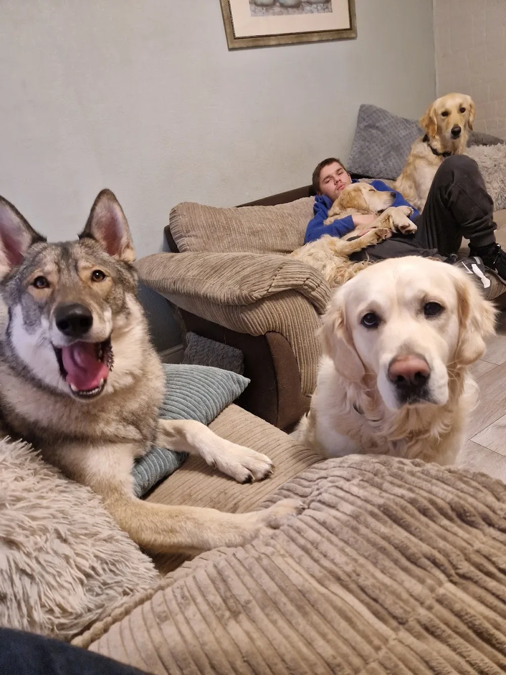 All Star Pops Paws boarding and daycare - Walsall pet otel görseli 2