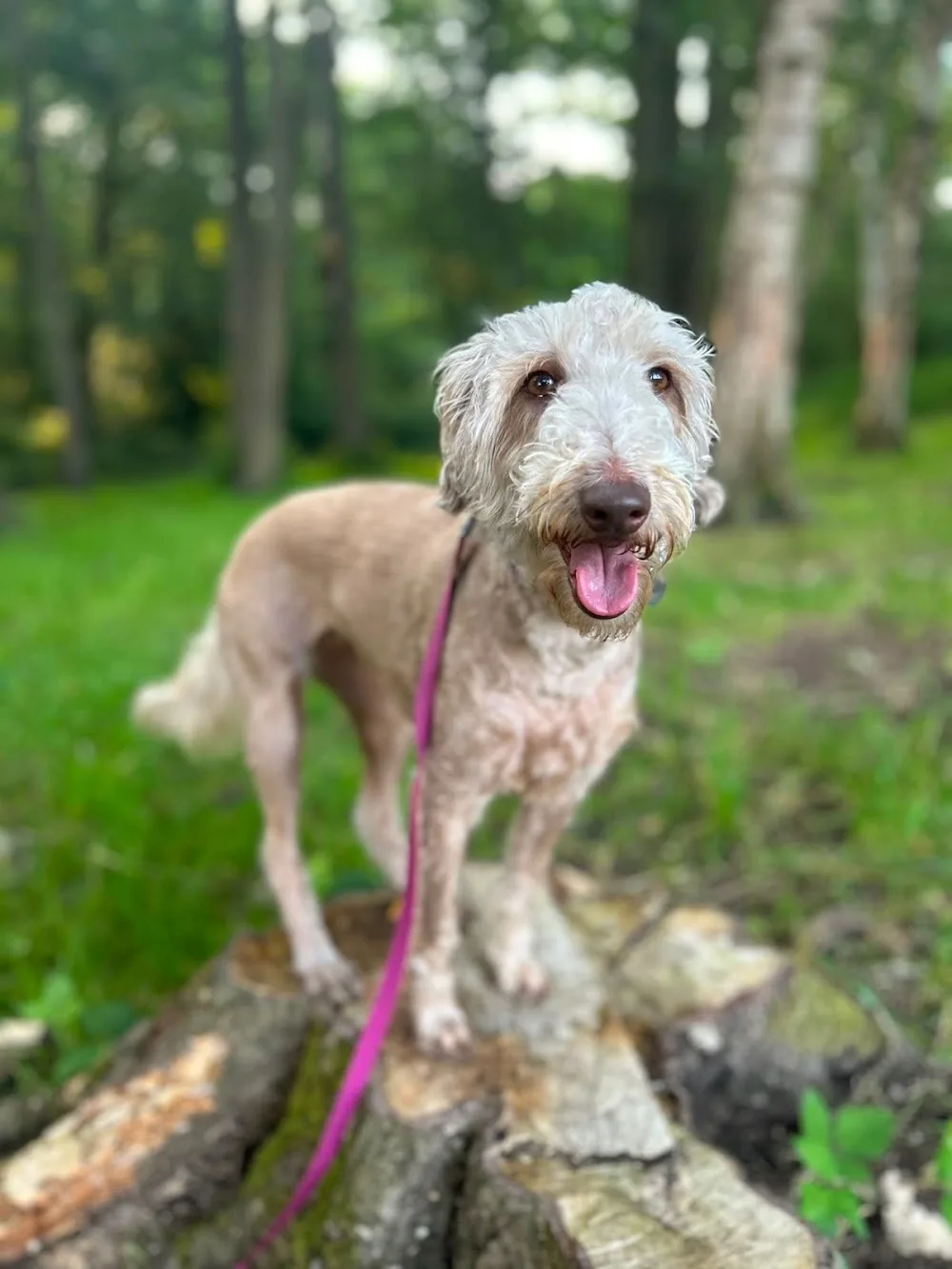 Brookfields Luxury Boarding and Canine Care Centre - Walsall pet otel görseli 3