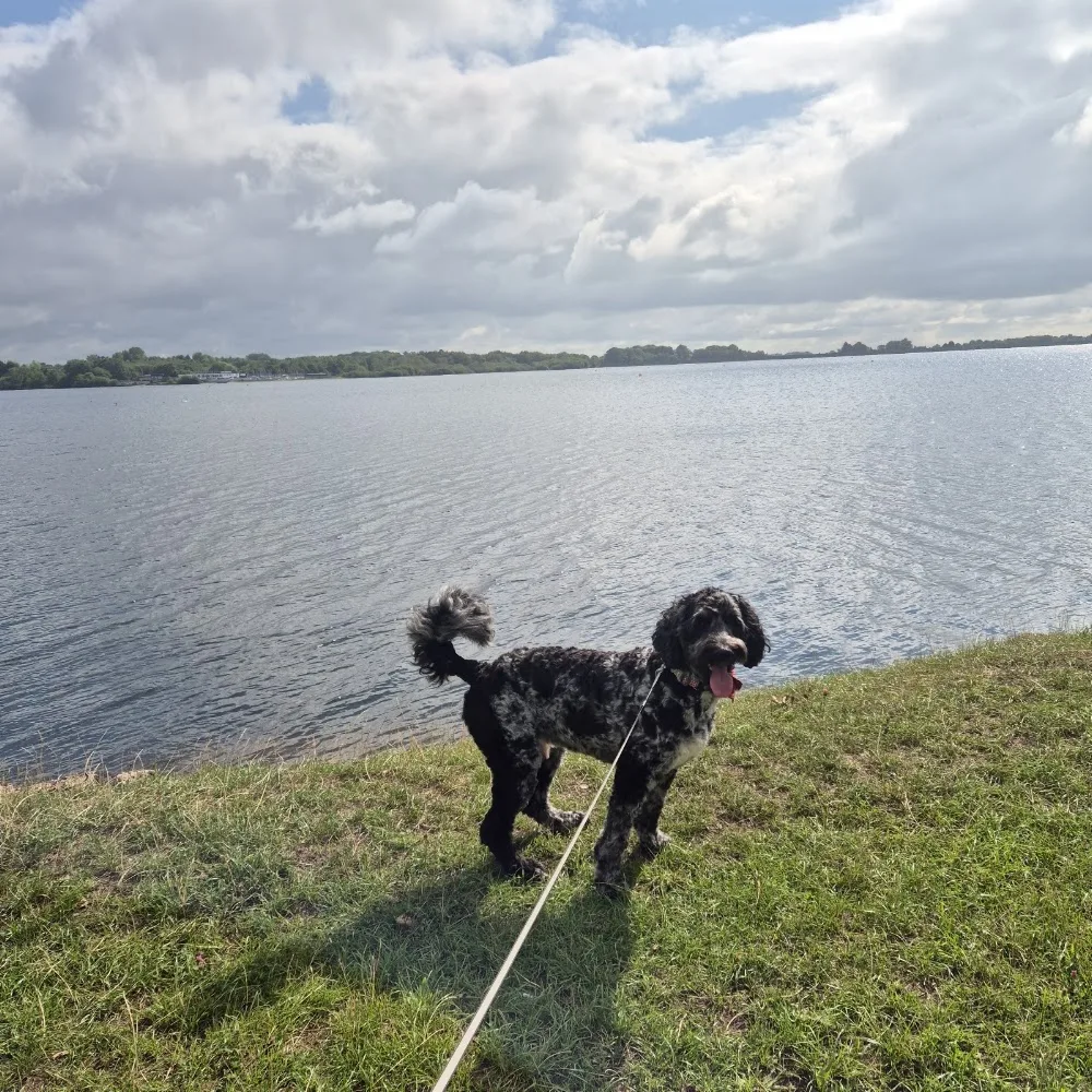 Cosy paws pet sitting & dog walking - Walsall pet otel