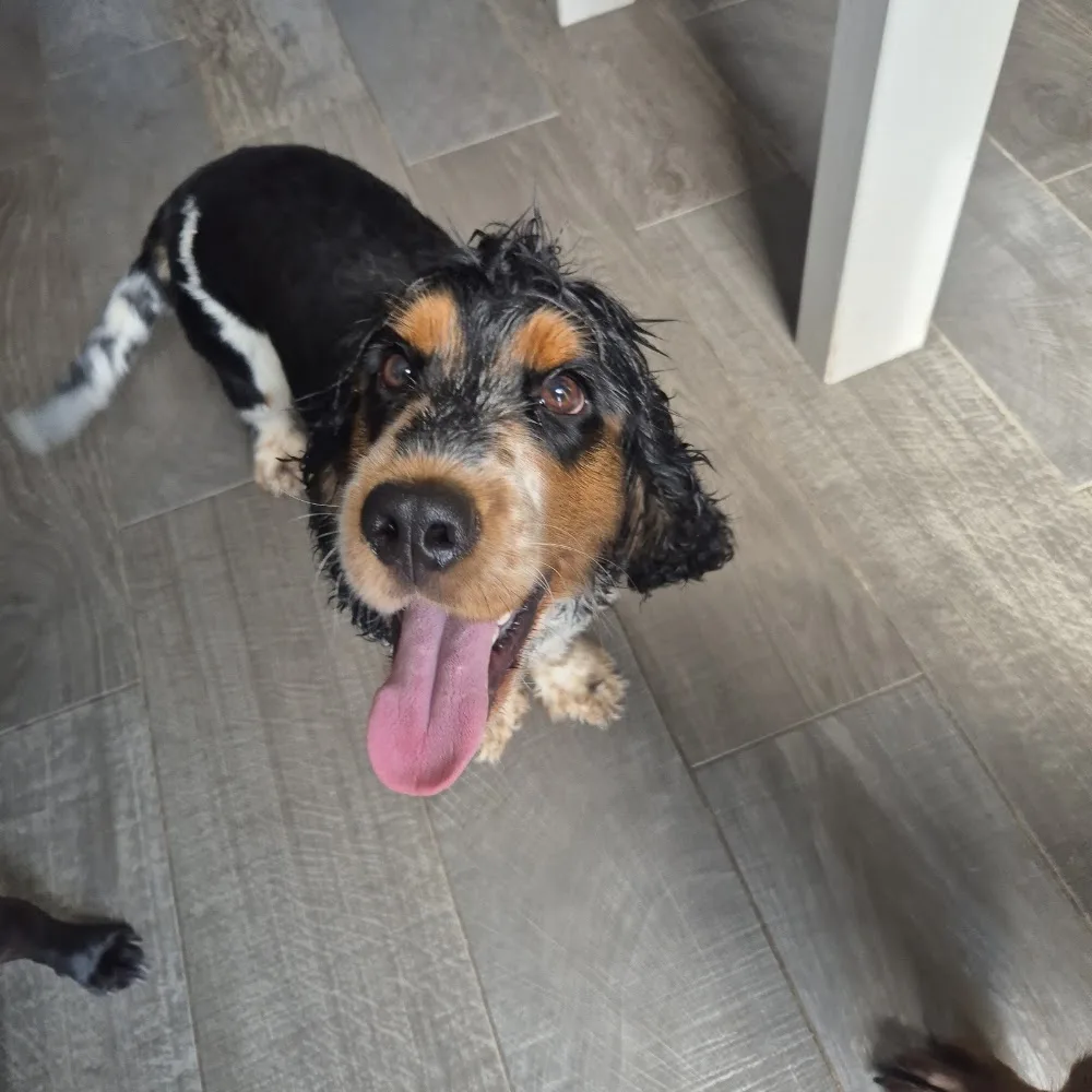Cosy paws pet sitting & dog walking - Walsall pet otel görseli 3